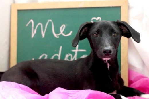 Campanha incentiva adoção de animais