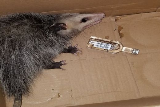 Gambá invade loja de bebidas na Flórida e se embriaga de bourbon