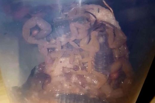 Escorpiões encontrados na c reche