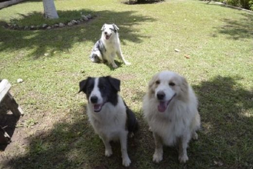 Onde deixar os pets?