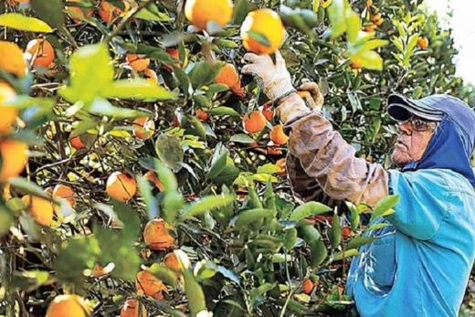 SP e MG produzirão 287 milhões de caixas de laranja na safra 2020/21