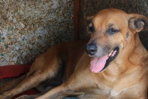Campanha de Adoção de Animais é realizada