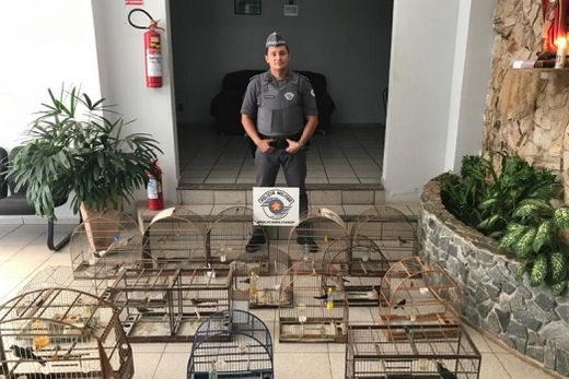 Polícia apreende pássaros silvestres mantidos em cativeiro