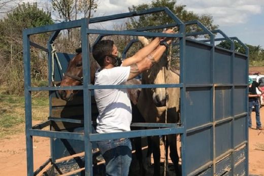 Operação para combater maus tratos em animais é realizada