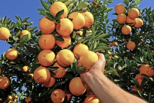 Produção de suco de laranja deverá crescer 33% em dez anos