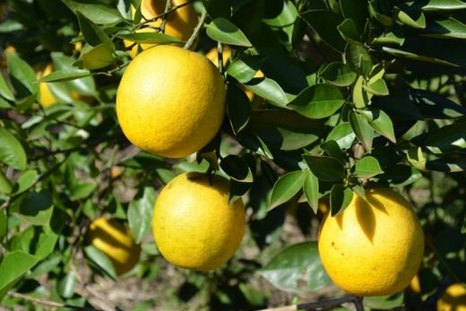 Região tem redução de greening pelo terceiro ano consecutivo