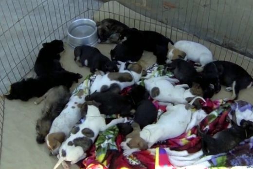 Canil Municipal tem 200 animais à espera de adoção