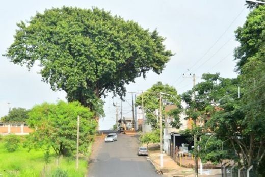 Falsa Seringueira tem supressão suspensa