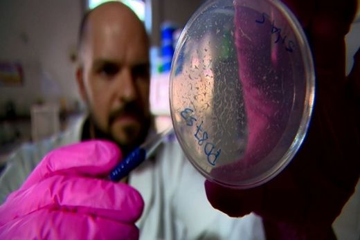 Laboratório da Unicamp usa vermes para testar fórmulas para longevidade