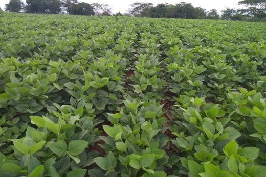 Área de soja plantada no município aumentou