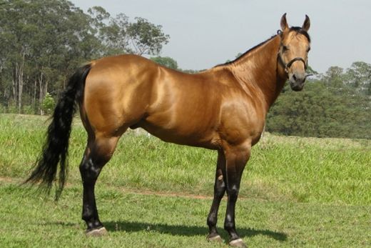 Cavalo dispara e bate em ônibus no IV Centenário