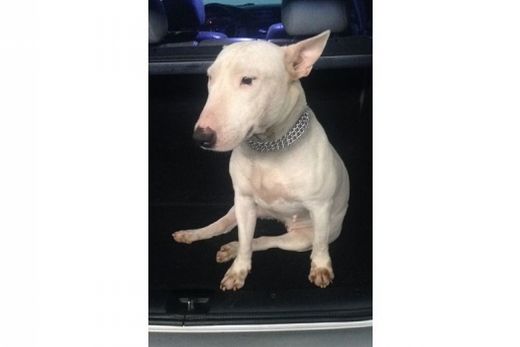 Bull Terrier de cinco anos feriu as patas ao tentar escapar