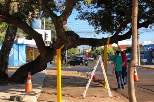 Etec-Matão salva antiga Copaíba