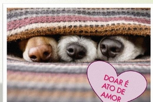 OAB pede agasalhos para aquecer animais