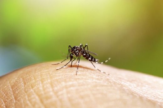 Estado de São Paulo registra mais três mortes por febre amarela