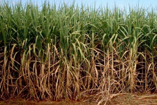 Safras de cana e laranja devem sofrer pequenas oscilações