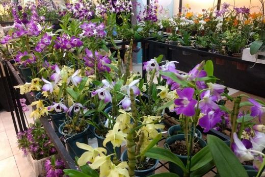 Jaraguá Araraquara recebe Feira de Orquídeas até o próximo dia 21