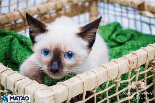 Adote um melhor amigo: conheça os gatinhos do Canil Municipal