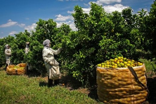 Governo Paulista reduz ICMS do suco de laranja