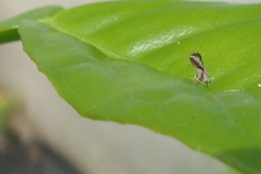 Fundecitrus valida o uso de drone para o controle do greening
