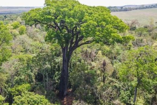 O Patriarca, um jequitibá-rosa de mais de 600 anos, se destaca na paisagem do Parque Estadual do Vassununga, em Santa Rita do Passa Quatro, interior paulista