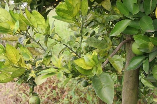 Pomares de laranja. Inspeção consistiu na identificação e na estimativa da severidade de sintomas da doença em folhas e/ou frutos