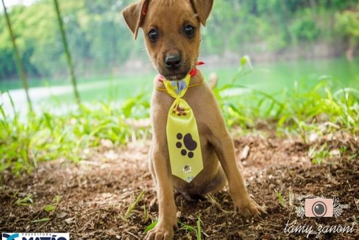 Adote um melhor amigo: conheça os cachorrinhos do Canil Municipal