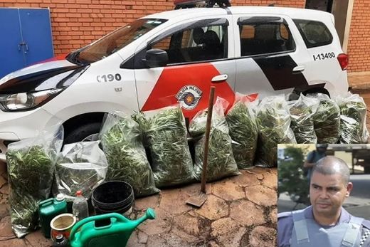 Plantação ilegal. Pés de maconha em área de preservação ambiental foram apreendidos