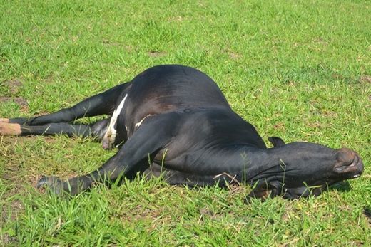 Animais mortos. Órgãos foram coletados para análise