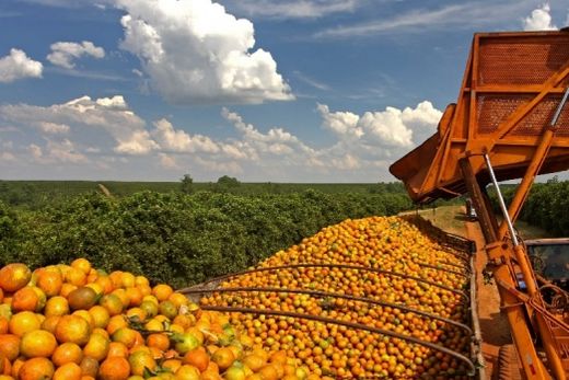 Safra de laranja 2021/22. Terceira revisão permanece dentro dos índices anteriores