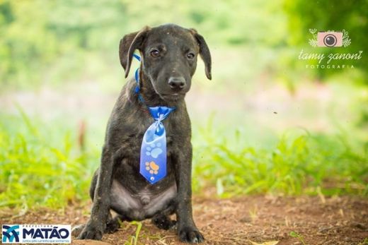 Adote um melhor amigo: cães adultos também querem um lar