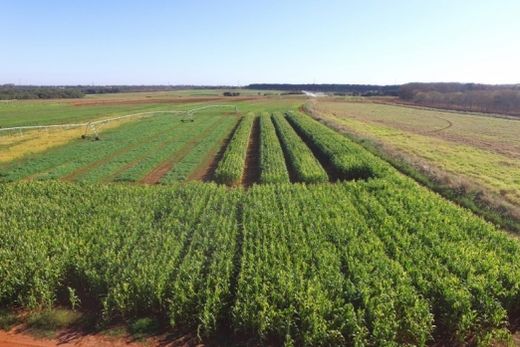 Fertilizantes minerais. Economia para os produtores agrícolas pode superar US$ 20 bilhões nas próximas décadas