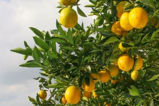 Safra de laranja 2021/22. Resultado é consequência  das condições climáticas adversas do período