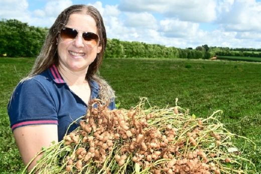 Érica Vignoli. Cultivo de amendoim no distrito matonense de São Lourenço do Turvo, em Tabatinga, Nova Europa, Gavião Peixoto e Boa Esperança do Sul