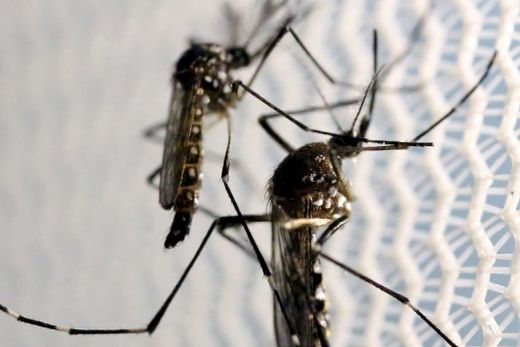 Dengue no Brasil. Foram quase 400 mil casos desde o começo do ano até agora