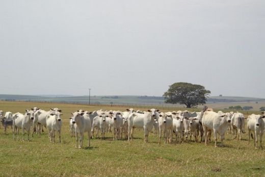 Imunização. Durante todo o mês devem ser vacinados os bovinos e bubalinos com até 24 meses de idades