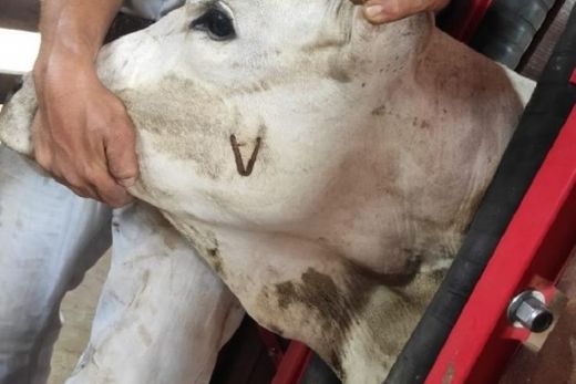 Vacinação. Produtores rurais devem estar atentos ao prazo que termina em 31 de maio
