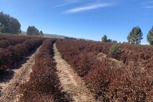 Geada. Estratégias para que produtores rurais preparem-se para esta condição climática extrema podem ser adotadas
