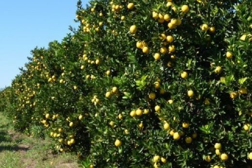 Oportunidade perdida. Principal marca de suco de laranja de origem americana confirma incorporação de FCOJ mexicano para continuar operações