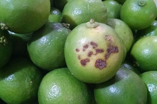 Cancro/HLB (Greening). Relatório deve ser informado através do sistema informatizado de Gestão de Defesa Animal e Vegetal