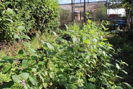 IAC. Lippia alba e seis batatas-doces ornamentais estão entre as 40 cultivares lançadas os últimos 12 meses
