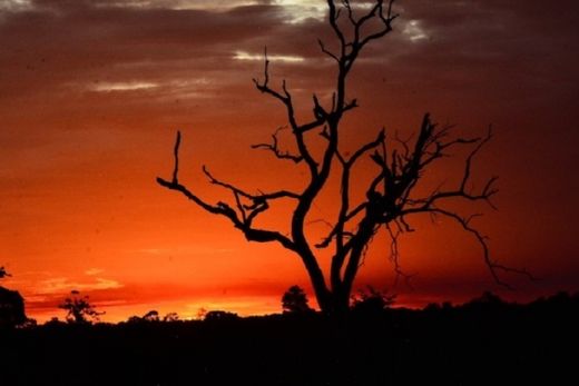 Beleza. Mostra reúne 28 peças decorativas com imagens do Pantanal