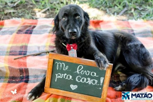 Adote um melhor amigo