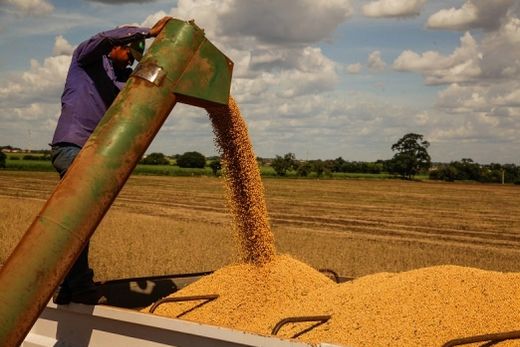 Produção de soja em SP. Participação da oleaginosa chegou a 12,1% em 2021