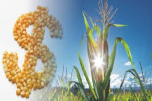 Empréstimos agrícolas de grandes e médios produtores crescem 14% na atual safra