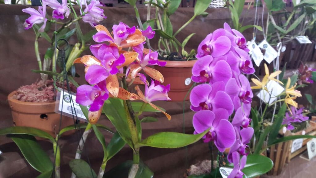 Público poderá apreciar diferentes exemplares de orquídeas