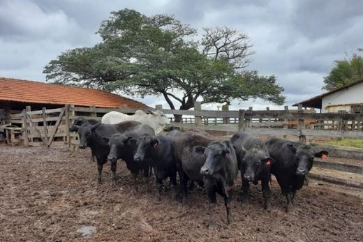 Ausência de transmissão viral da febre aftosa. No Estado de São Paulo, foram amostrados 1659 animais, distribuídos em 91 propriedades rurais