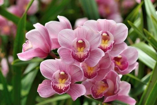 Festival de Orquídeas (foto) e Suculentas. Evento acontece de 10 a 12 de fevereiro