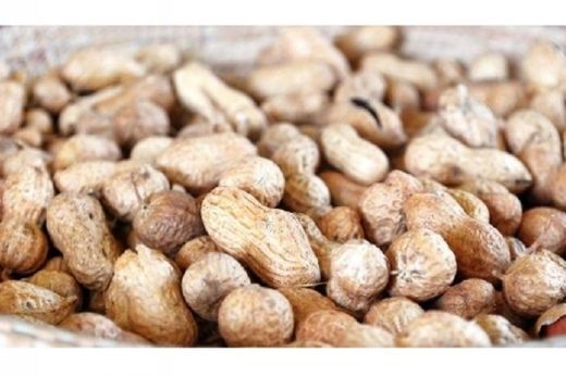 Pragas no amendoim. Instituto Agronômico (IAC) e Agência Paulista de Tecnologia dos Agronegócios (APTA-Regional) mostram que é possível reduzir os danos em 30%