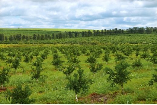 Testes de campo apresentaram resultados acima do esperado, gerando produtos mais saudáveis e maior produtividade em determinadas culturas